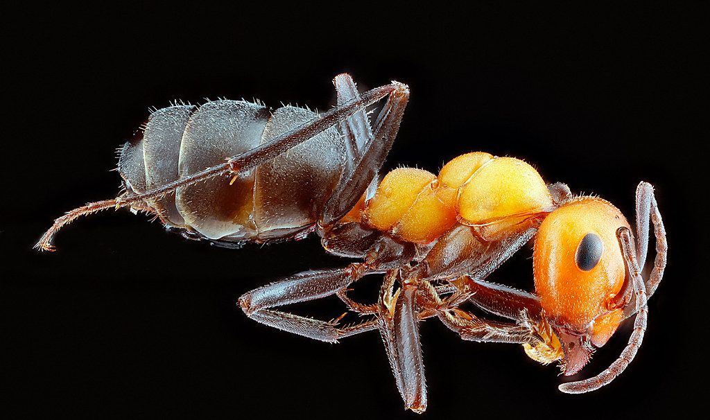 Ant Control service in Plano, TX