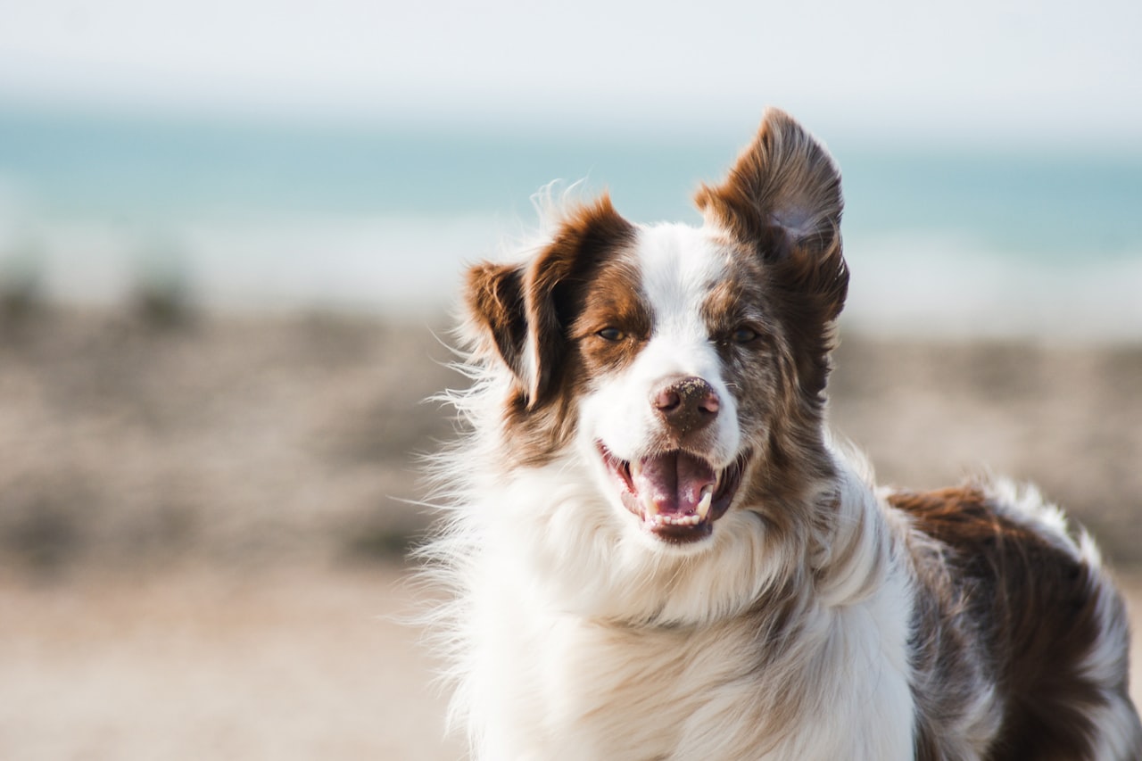 Flea & Tick Control service in Plano, TX