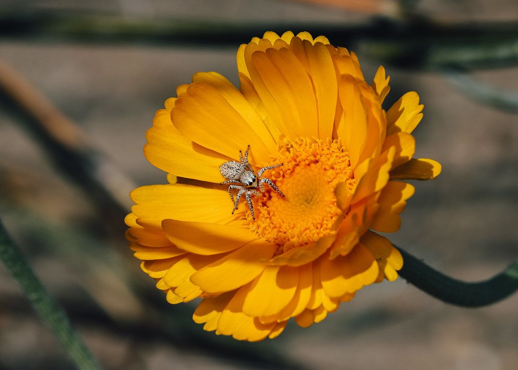 Spider Control service in Plano, TX